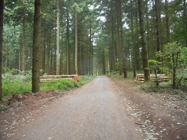 files/motorradfreunde_solling_vogler_de/Mosel 2016/Waldweg zum Moselbogen.jpg